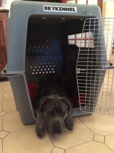 Cage de transport aérien pour chien